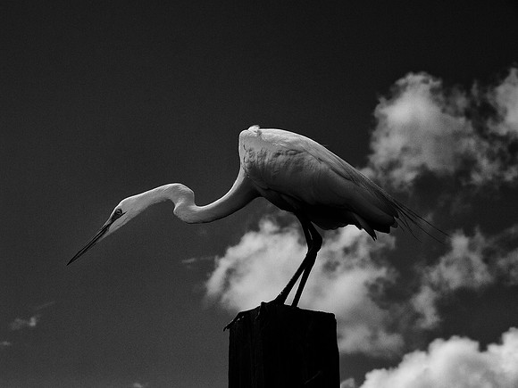 Birds of Florida 2012-18