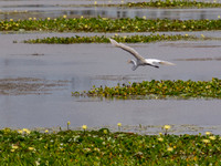 Birds of Florida 2012-5