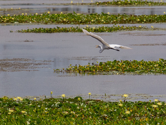Birds of Florida 2012-5