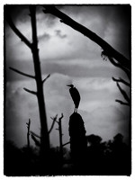 Birds of Florida 2012-12