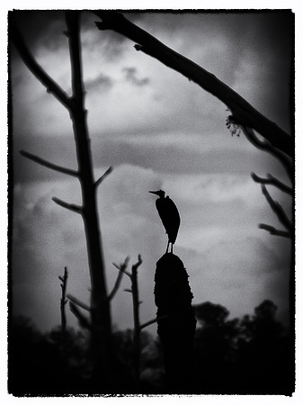 Birds of Florida 2012-12