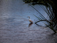 Birds of Florida 2012-7