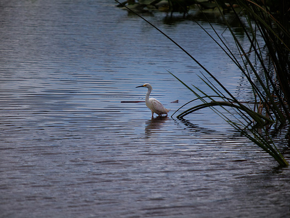 Birds of Florida 2012-7