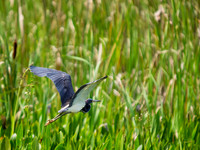 Birds of Florida 2012-13