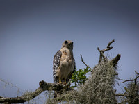 Birds of Florida 2012-14