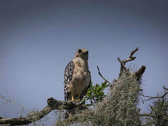 Birds of Florida 2012-14