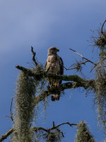 Birds of Florida 2012-15