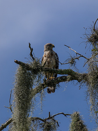 Birds of Florida 2012-15