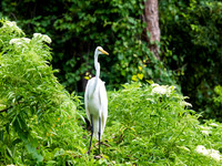 Birds of Florida 2012-19