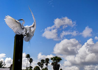 Birds of Florida 2012-16