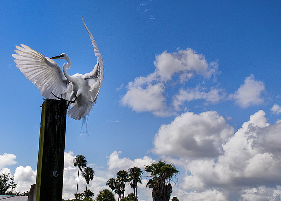 Birds of Florida 2012-16