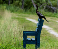 Birds of Florida 2012-10