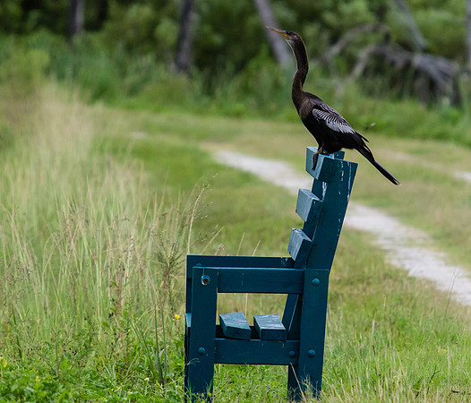Birds of Florida 2012-10