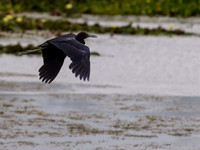 Birds of Florida 2012-9