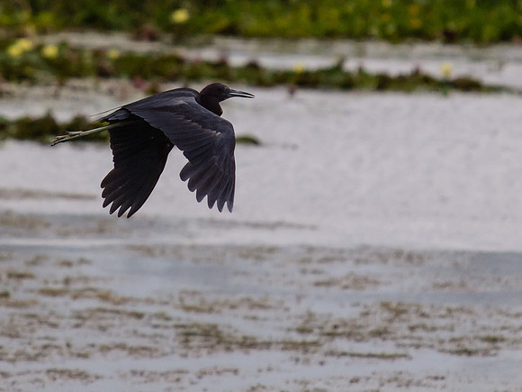 Birds of Florida 2012-9