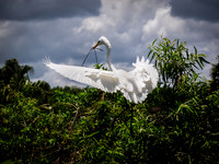 Birds of Florida 2012-20