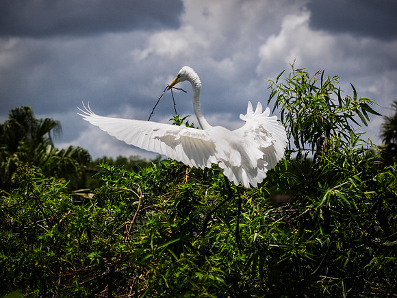 Birds of Florida 2012-20