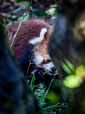 Woodland Park Zoo 3-30-19-32