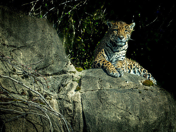 Woodland Park Zoo 3-30-19-23