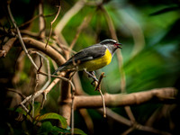 Woodland Park Zoo 3-30-19-6