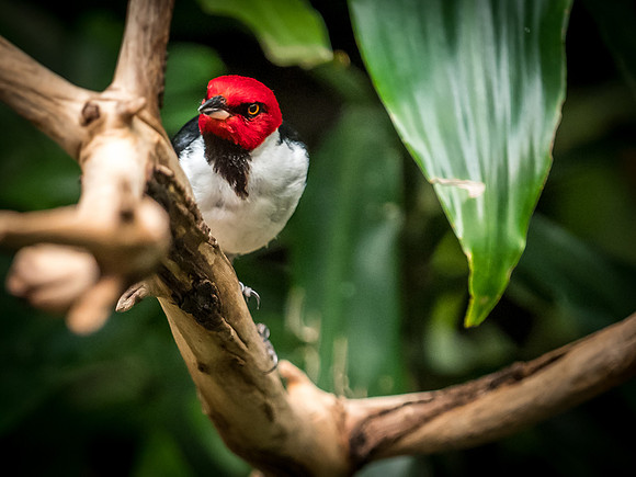Woodland Park Zoo 3-30-19-19