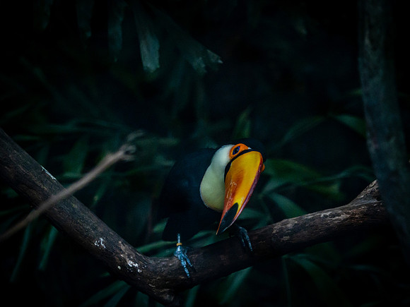 Woodland Park Zoo 3-30-19-3