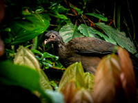 Woodland Park Zoo 3-30-19-16