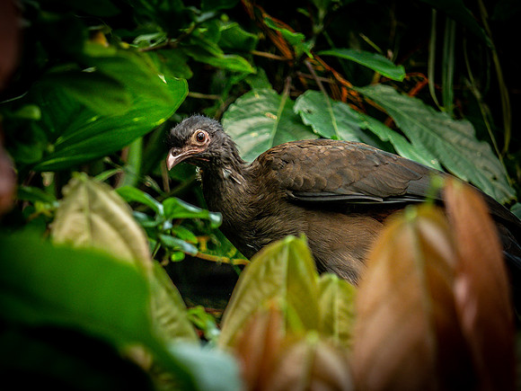 Woodland Park Zoo 3-30-19-16