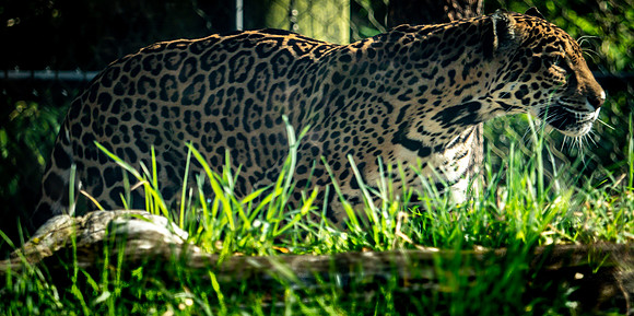 Woodland Park Zoo 3-30-19-22
