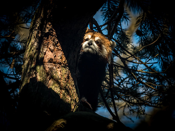Woodland Park Zoo 3-30-19-26