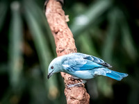Woodland Park Zoo 3-30-19-7
