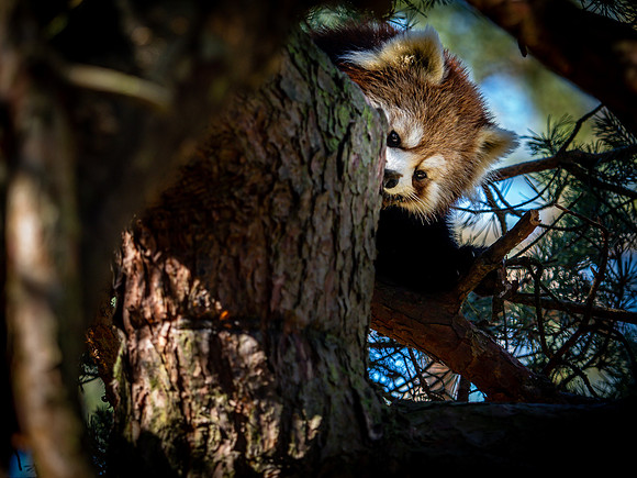 Woodland Park Zoo 3-30-19-34
