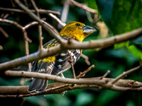 Woodland Park Zoo 3-30-19-10