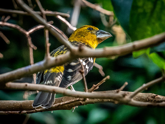 Woodland Park Zoo 3-30-19-10