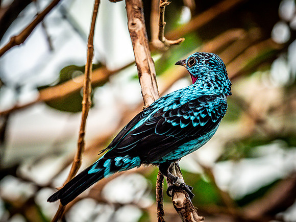 Woodland Park Zoo 3-30-19-13