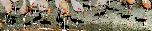 Woodland Park Zoo 3-30-19-25