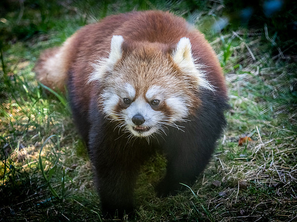 Woodland Park Zoo 3-30-19-31