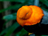 Woodland Park Zoo 3-30-19-11