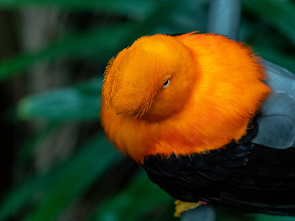 Woodland Park Zoo 3-30-19-11