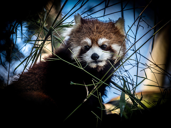 Woodland Park Zoo 3-30-19-29