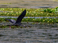 Birds of Florida 2012-8