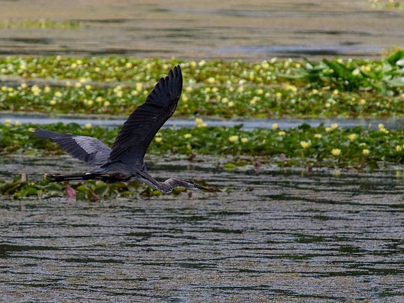 Birds of Florida 2012-8