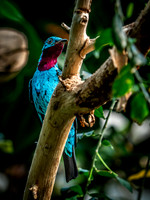 Woodland Park Zoo 3-30-19-12