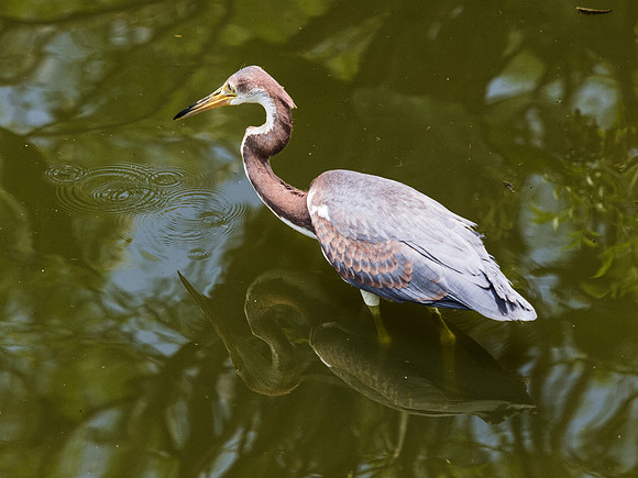 Birds of Florida 2012-21