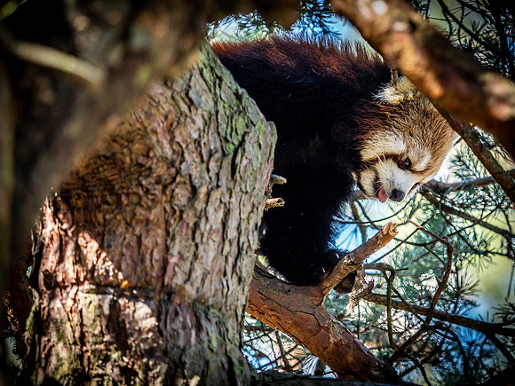 Woodland Park Zoo 3-30-19-35