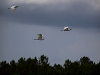 Birds of Florida 2012-2