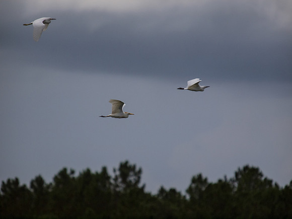 Birds of Florida 2012-2