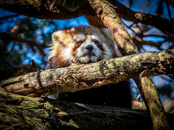 Woodland Park Zoo 3-30-19-33