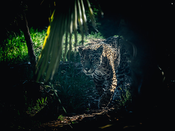 Woodland Park Zoo 3-30-19-21