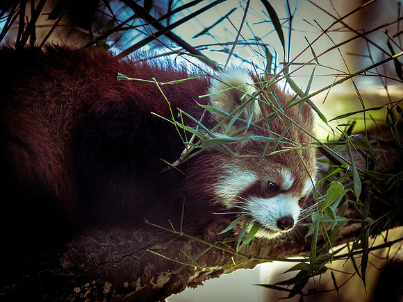 Woodland Park Zoo 3-30-19-28